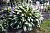 Хоста 'Риски Бизнес' (Hosta 'Risky Business')