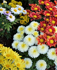 Хризантема корейская 'Мальчиш-Кибальчиш' (Chrysanthemum coreanum 'Malchish-Kibalchish')