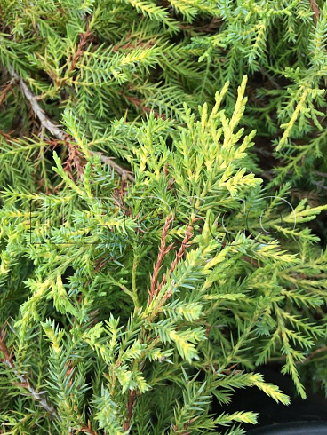 mozhzhevelnik-srednij-gold-star-juniperus-media-gold-star-vetv