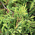 mozhzhevelnik-srednij-gold-star-juniperus-media-gold-star-vetv