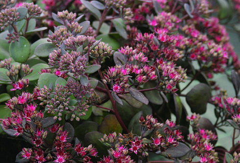 sedum-gibridnyj-bertram-anderson-sedum-hibrid-bertram-anderson-stebli-stelyushchiesya