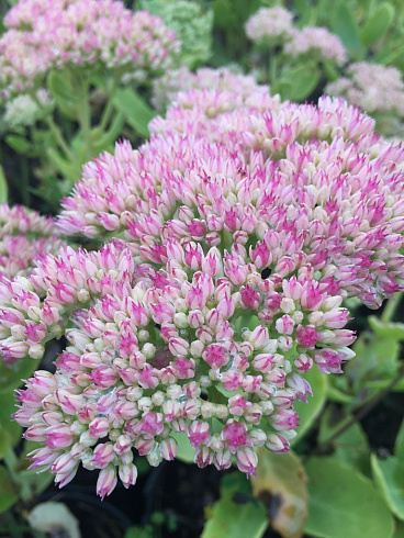 ochitok-karl-sedum-carl-socvetie.jpg