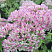 ochitok-karl-sedum-carl-socvetie.jpg