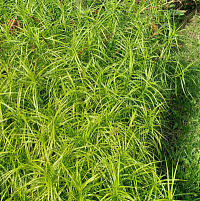 Осока пальмолистная (Carex muskingumensis)