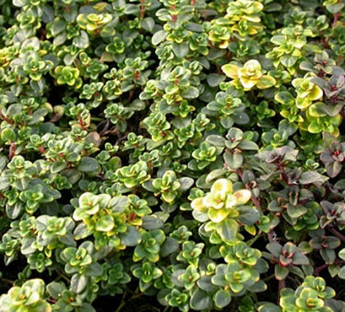 Тимьян гибридный 'Donne Valley' (Thymus x 'Donne Valley')