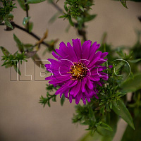 Астра кустарниковая 'Дженни' (Aster dumosus 'Jenny')
