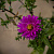 Астра кустарниковая 'Дженни' (Aster dumosus 'Jenny')