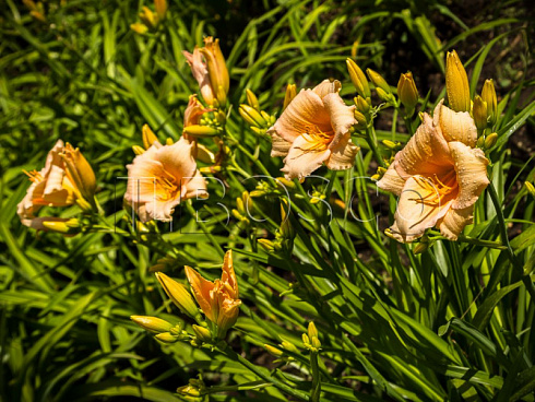 lilejnik-mini-perl-hemerocallis-mini-pearl-cvetonos.jpg