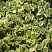 snyt-obyknovennaya-pestrolistnaya-aegopodium-podagraria-variegata-rastenie.jpg