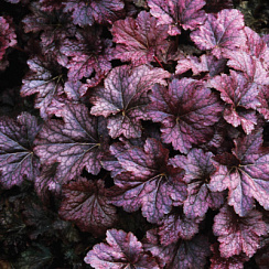 Гейхера мелкоцветковая 'Палас Пурпл' (Heuchera micrantha 'Palace Purple')