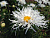 Нивяник наибольший 'Сумасшедшая ромашка' (Leucanthemum maximum 'Crazy Daisy')