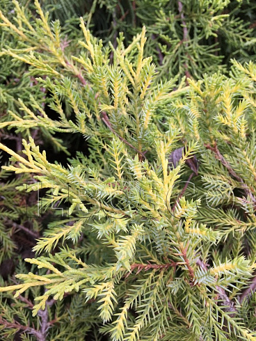mozhzhevelnik-srednij-gold-star-juniperus-media-gold-star-krona