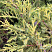 mozhzhevelnik-srednij-gold-star-juniperus-media-gold-star-krona