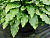 Хоста 'Гет Неккид' (Hosta 'Get Nekkid')