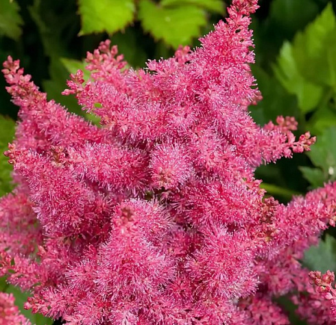 Астильба гибридная 'Raspberry' (Astilbe hybrid 'Raspberry')