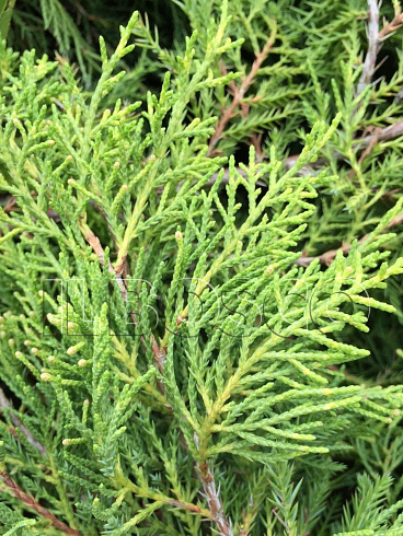 mozhzhevelnik-srednij-gold-star-juniperus-media-gold-star-hvoya