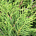 mozhzhevelnik-srednij-gold-star-juniperus-media-gold-star-hvoya