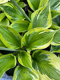 Хоста 'Грин Патриот' (Hosta 'Green Patriot')