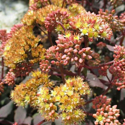 Очиток 'Еллоу Ксенокс' (Sedum 'Yellow Xenox')