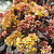 Очиток 'Еллоу Ксенокс' (Sedum 'Yellow Xenox')