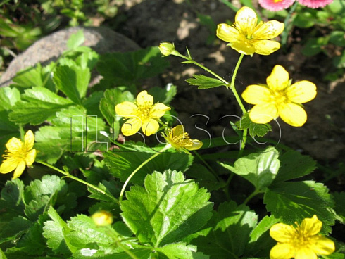 valdshtejniya-trojchataya-waldsteinia-ternate-cvety.jpg