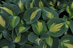 Хоста 'Дрим Квин' (Hosta 'Dream Queen')