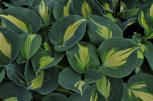 Хоста 'Дрим Квин' (Hosta 'Dream Queen')