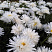 romashka-nivyanik-aglaya-leucanthemum-superbum-aglaia-cvetenie-s-iyunya