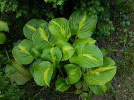 Хоста 'Манго Танго' (Hosta 'Mango Tango')