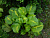 Хоста 'Манго Танго' (Hosta 'Mango Tango')