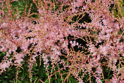 Астильба простолистная 'Спрайт' (Astilbe simplicifolia 'Sprite')