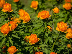 Купальница китайская 'Голдконагин' (Trollius chinensis 'Goldkonigin')