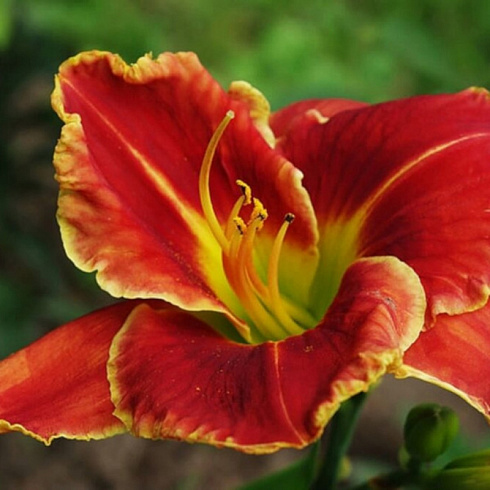 Лилейник 'Fire and Fog' (Hemerocallis 'Fire and Fog')
