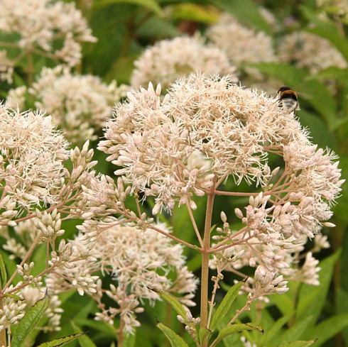 Посконник 'Snowball' (Eupatorium rugosum 'Snowball')