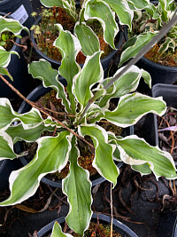 Хоста 'Летс Твист Эгейн' (Hosta 'Let's Twist Again')
