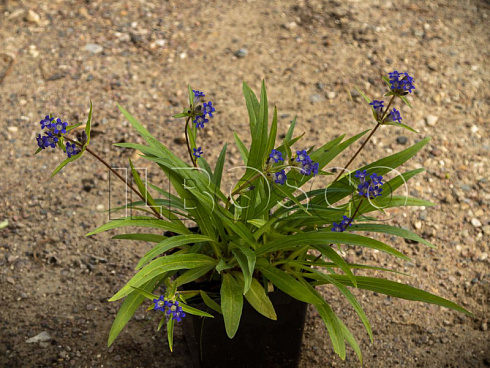 gorechavka-daurskaya-gentiana-dahurica-rastenie.jpg