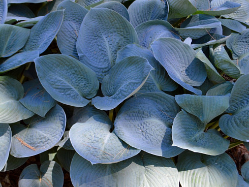 hosta-blyu-vizhn-hosta-blue-vision-listya.jpg