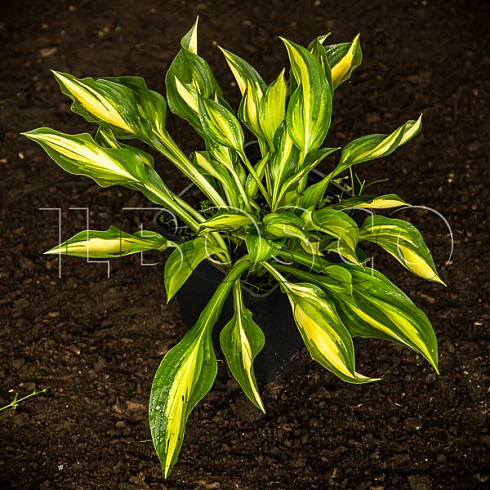 hosta-lehjksajd-littl-taft-hosta-lakeside-little-tuft-rastenie-v-gorshke.jpg