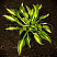 hosta-lehjksajd-littl-taft-hosta-lakeside-little-tuft-rastenie-v-gorshke.jpg