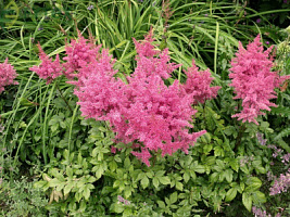 Астильба Арендса ‘Анита Пфайфер’ (Astilbe arendsii ‘Anita Pfeifer’)