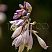 hosta-sam-ehnd-sabstens-hosta-sum-and-substance-cvetok.jpg