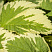 snyt-obyknovennaya-pestrolistnaya-aegopodium-podagraria-variegata-list.jpg