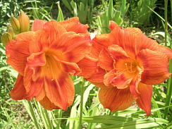 Лилейник 'Даблишес' (Hemerocallis 'Doublelicious')