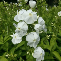 Флокс метельчатый 'Фуджияма' (Phlox paniculata 'Fujiyama')