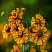 gelenium-osennij-otehm-faer-helenium-autumnale-autumn-fire-cvetok.jpg
