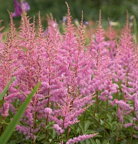 Астильба Арендса ‘Аметист’ (Astilbe arendsii ‘Amethyst’)