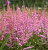Астильба Арендса ‘Аметист’ (Astilbe arendsii ‘Amethyst’)