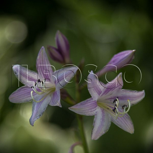 hosta-frans-hosta-francee-cvetok.jpg