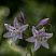 hosta-frans-hosta-francee-cvetok.jpg