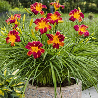 Лилейник ЭвериДейлили 'Ред Рибз' (Hemerocallis EveryDaylily 'Red Rib')